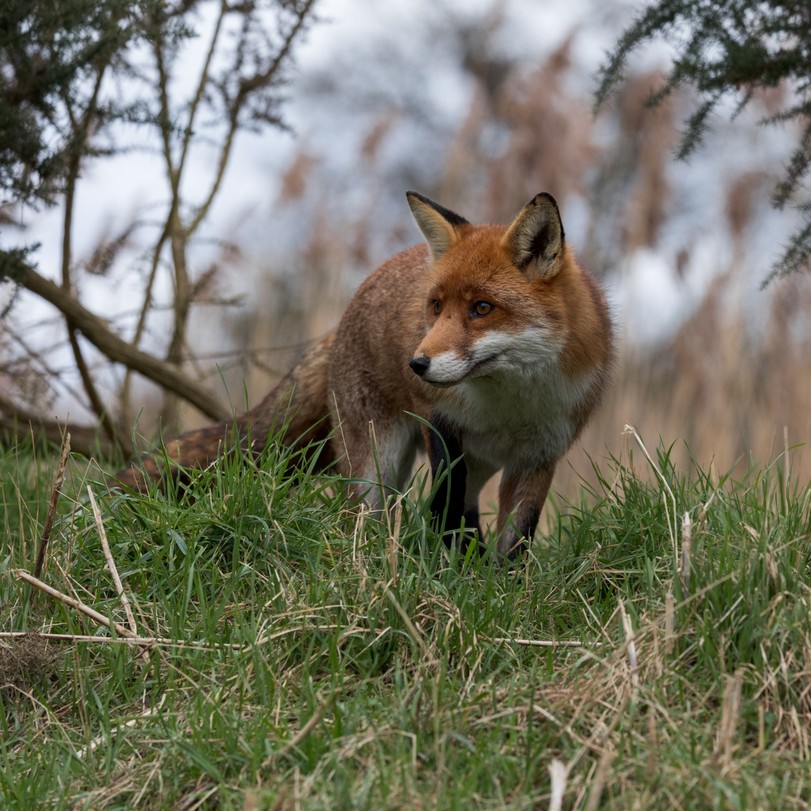 British Wildlife Centre British Wildlife Centre
